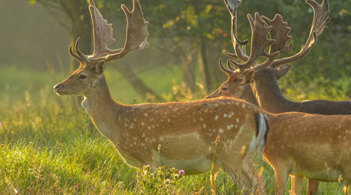 Escape the Everyday - Wildlife Safari in the Forest of Dean and Wye Valley